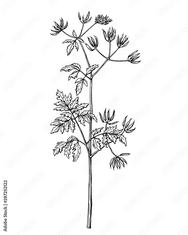 Branch with flowers of wild plant Conium maculatum (also called poison hemlock). Black and white outline illustration hand drawn work isolated on white background.
