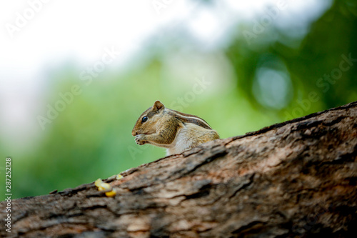 squirrel on a tree eating sweet corn 