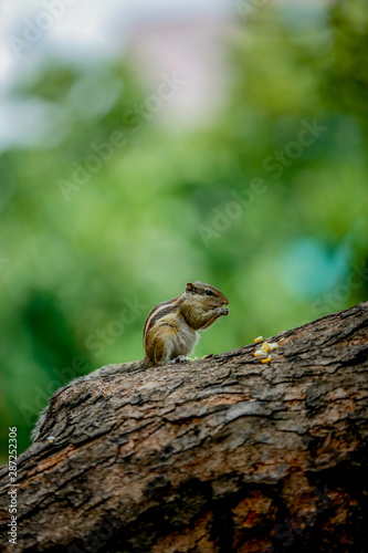 squirrel on a tree