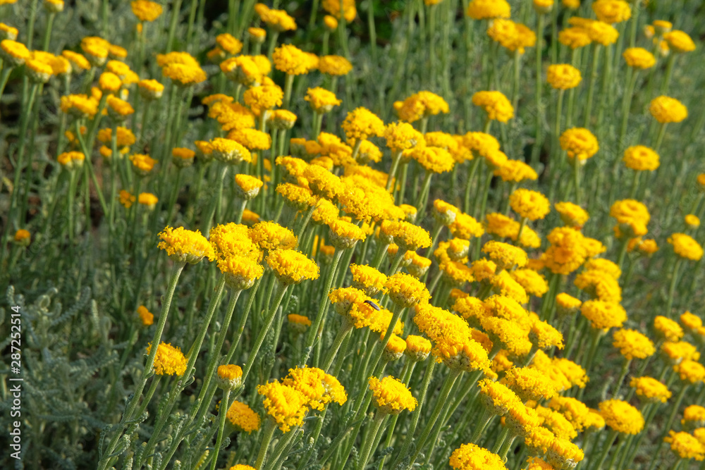 Helichrysum flowers on green nature blurred background. Bright yellow flowers for herbalism in meadow. Medicinal herb.