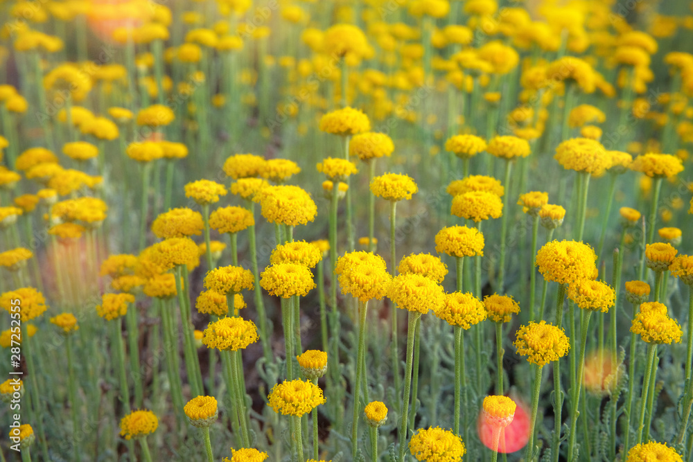 Helichrysum flowers on green nature background. Yellow flowers for pharmacy in Europe. Medicinal herb in meadow, compositae.
