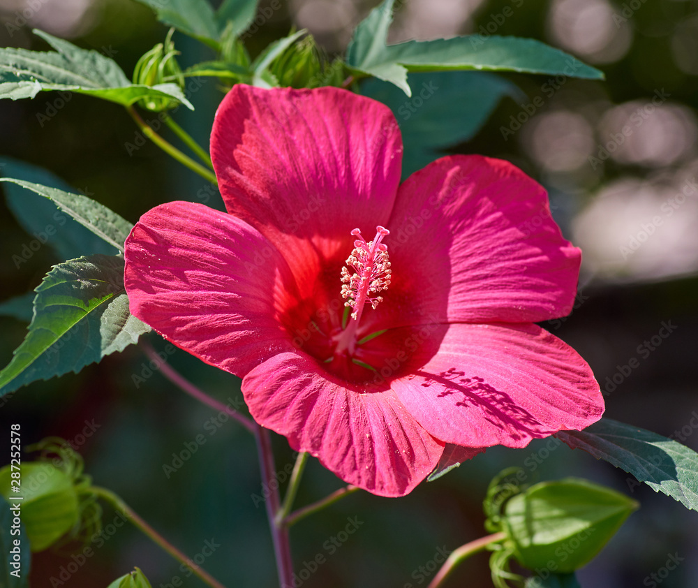 blooming bud of red hibiscus growing in the garden blooming bud of red hibiscus growing in the garden