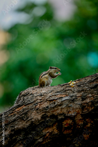 Indian squirrel eating  on a tree 