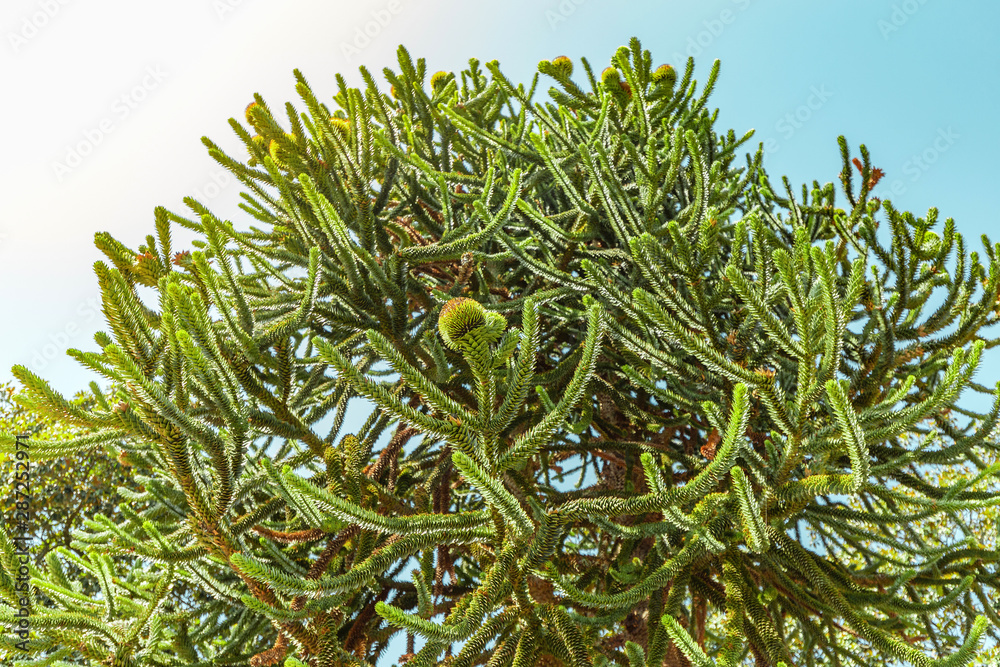 Obraz premium Closeup of unusual and endangerous Monkey tail Tree or araucaria araucana