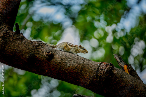 squirrel lizard on the tree