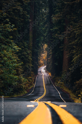 Avenue of the Giants (Redwoods) photo