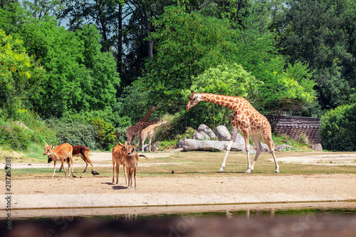 The giraffe walking near deer herd in natural conditions