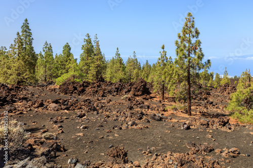 pine forest in Teide National Park  Tenerife