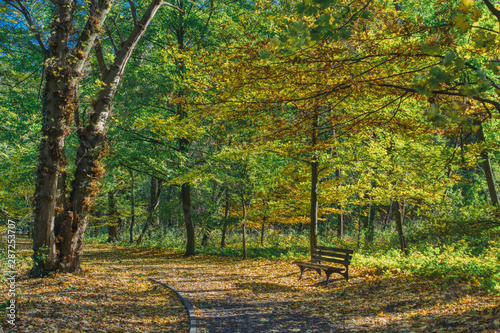empty park bench, autumn sunny day, colorful leaves on a park path