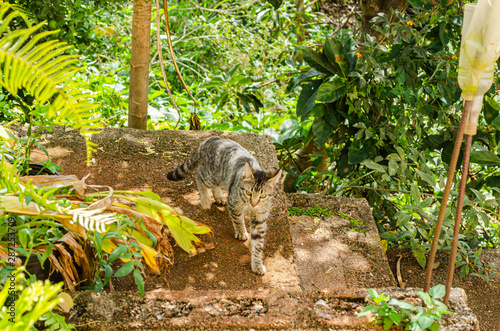 Cat Walking On Concrete © Jacquelin