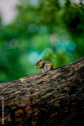 squirrel eating  on a tree 