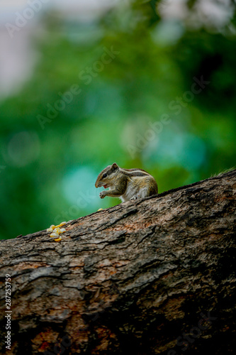 squirrel on a tree and eating 