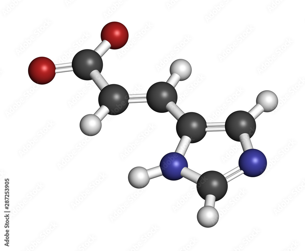Urocanic acid molecule. Breakdown product of histidine. 3D rendering. Atoms are represented as spheres with conventional color coding: hydrogen (white), carbon (grey), oxygen (red), nitrogen (blue). Urocanic acid molecule. Breakdown product of histidine. 3D rendering. Atoms are represented as spheres with conventional color coding: hydrogen (white), carbon (grey), oxygen (red), nitrogen (blue).