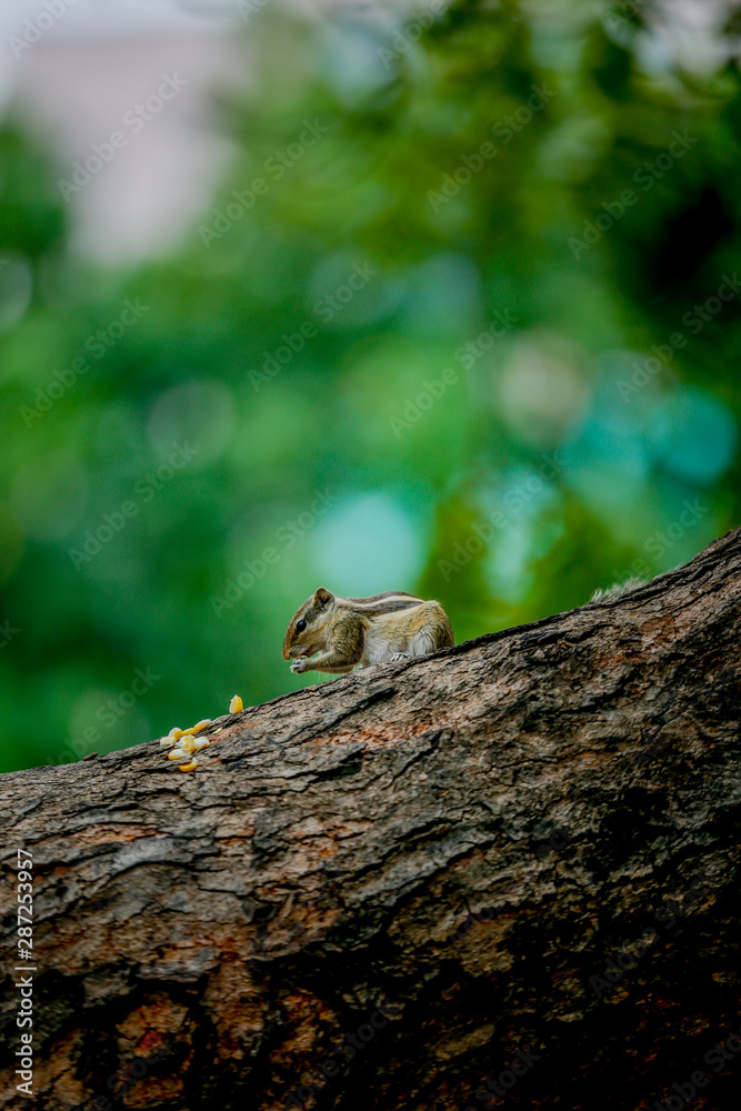 squirrel on tree