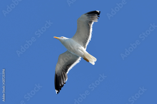 Flying European 'Larus Argentatus' Herring sea gull with open wings during flight in front of blue sky 