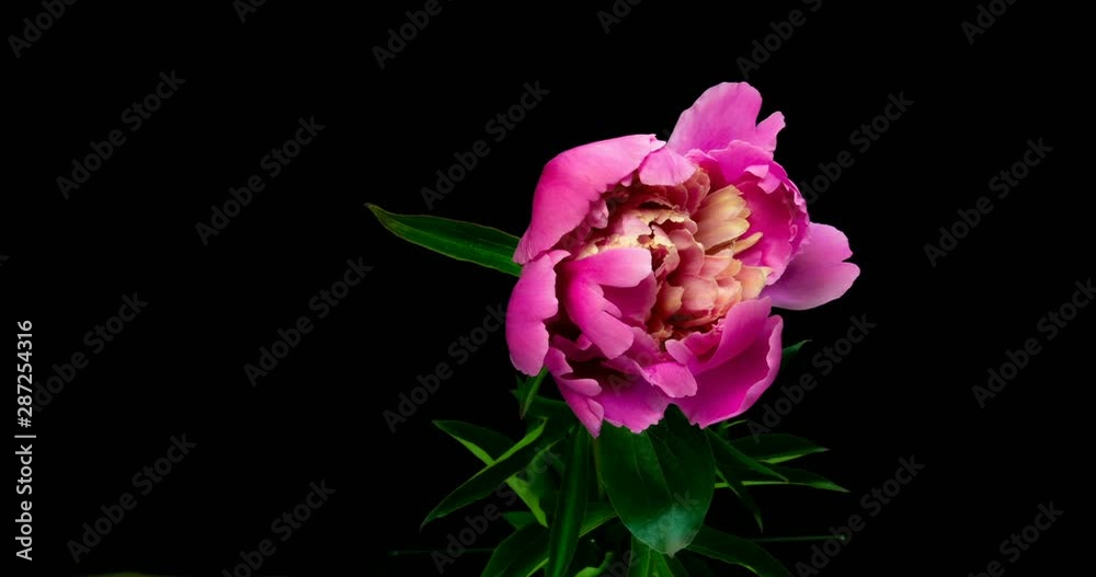 Timelapse of pink peony flower blooming on black background, alpha channel Timelapse of pink peony flower blooming on black background, alpha channel