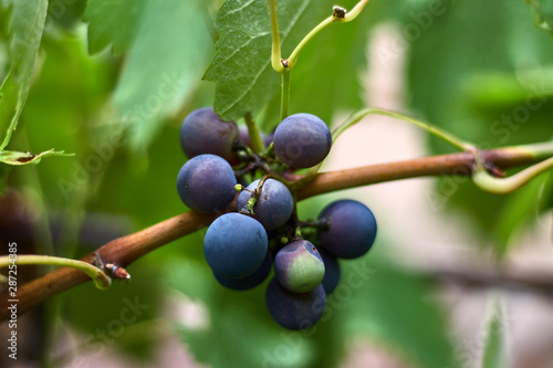 Purple grape in a branch with green leaves