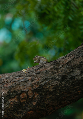 lizard on a tree