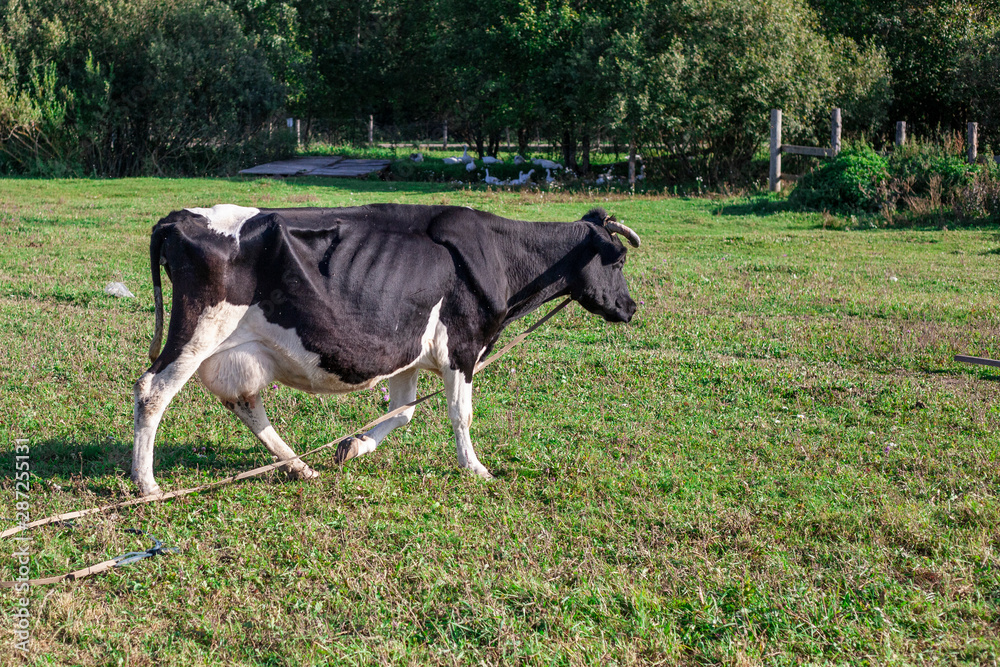 A cow is walking across the field. A cow grazes on the lawn. The animal on the farm. Karova gives milk. Natural products. A cow is walking across the field. A cow grazes on the lawn. The animal on the farm. Karova gives milk. Natural products.