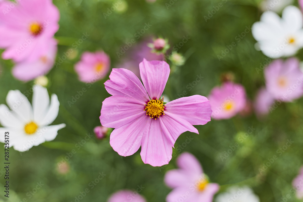 Delicate pink flowers in the flowerbed close up Delicate pink flowers in the flowerbed close up