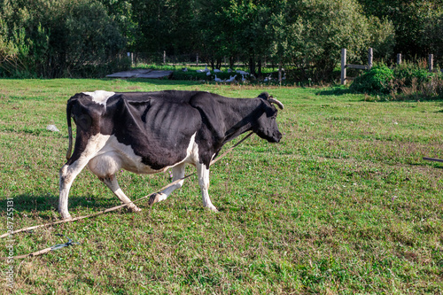 A cow is walking across the field. A cow grazes on the lawn. The animal on the farm. Karova gives milk. Natural products.