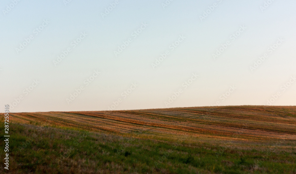 Fototapeta premium Yellow-green hilly field after harvesting in the evening, at sunset. May be the background.