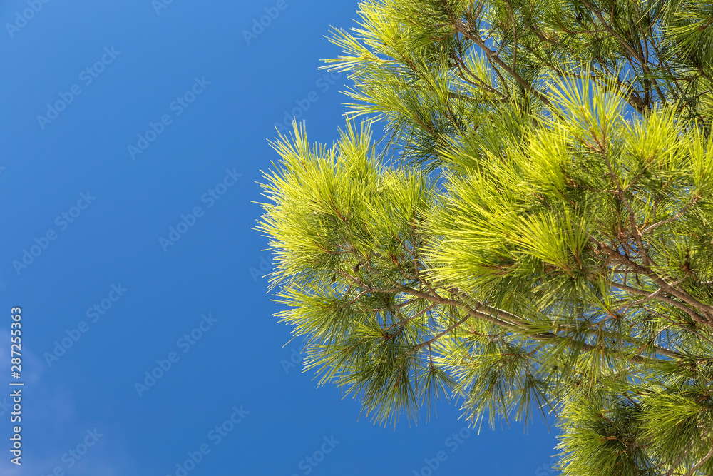 Branches with needles of Mediterranean pine Branches with needles of Mediterranean pine
