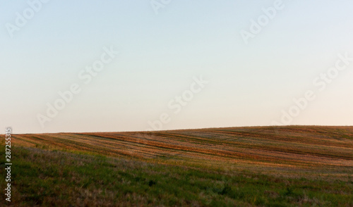 Yellow-green hilly field after harvesting in the evening, at sunset. May be the background.