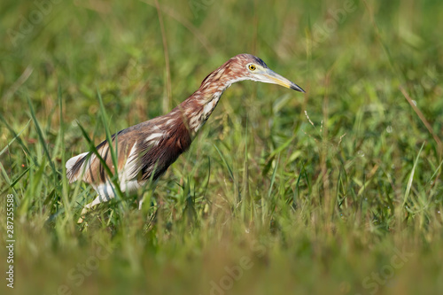 Chinese Pond-Heron - Ardeola bacchus is an East Asian freshwater bird of the heron family, (Ardeidae). Hunting on the grassland © phototrip.cz