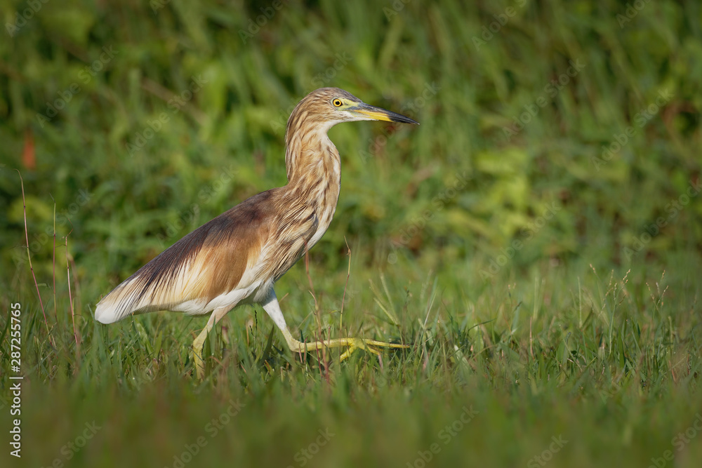 Indian Pond-Heron or paddybird - Ardeola grayii is a small heron. It is of Old World origins, breeding in southern Iran and east to Pakistan, India, Burma, Bangladesh and Sri Lanka