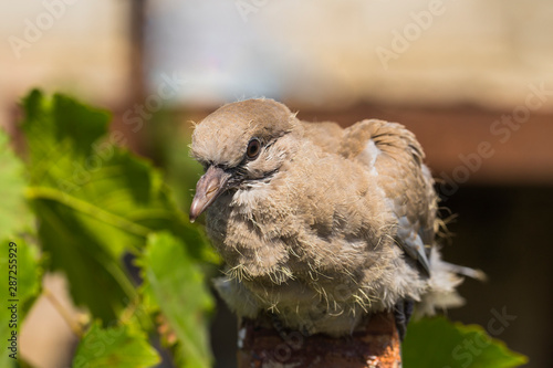 Wild pigeon chick. Eurasian collared dove  Streptopelia decaocto  is a dove species native to Europe and Asia. Streptopelia.