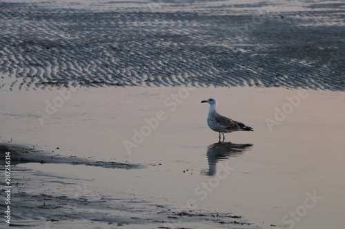 seagull in the water at sunrise, sunset