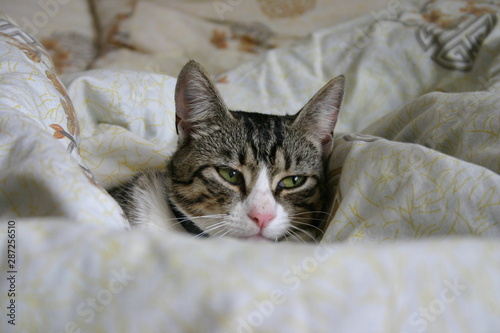 cat lying on bed