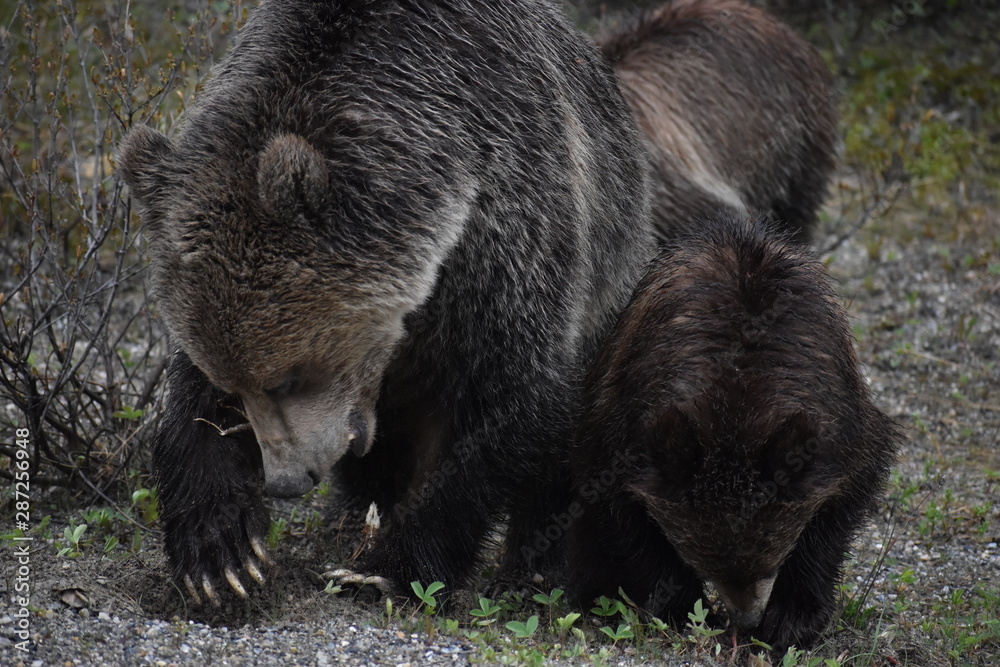 Fototapeta premium Banff National Park Mother Bear and Cubs