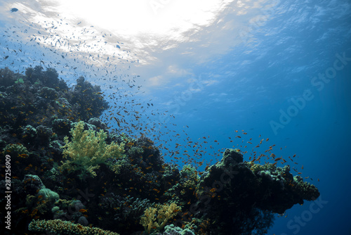 Shallow Coral Reef