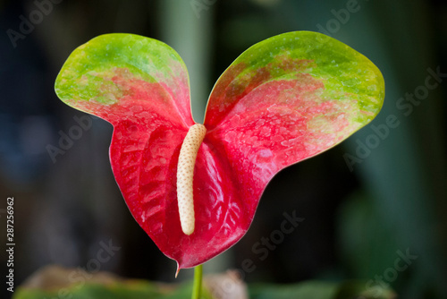 Anthurium