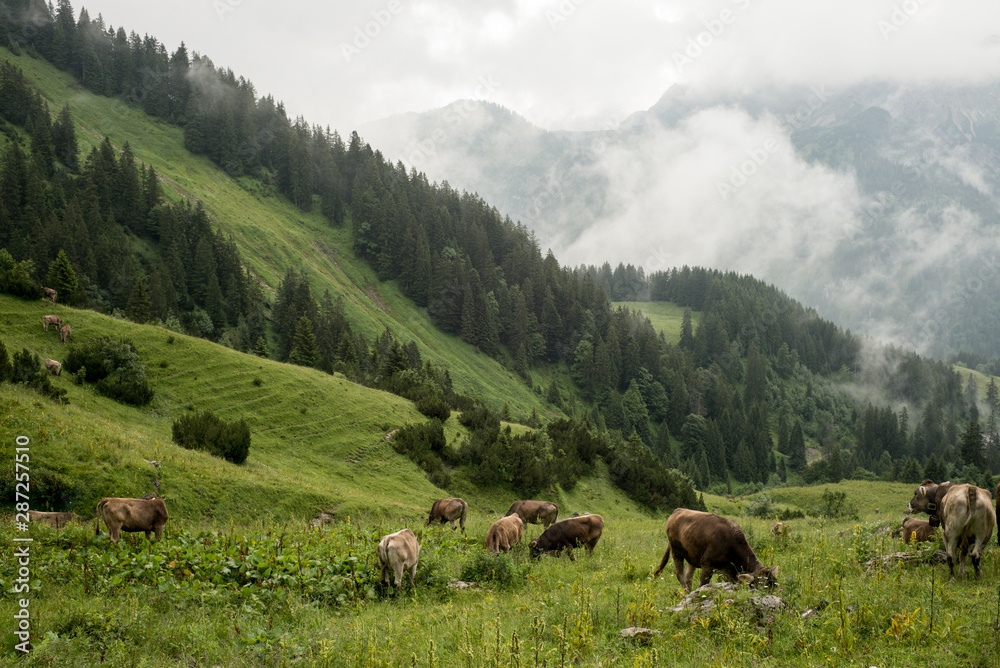 berge alpen großer daumen kuh kühe allgäu alpeen