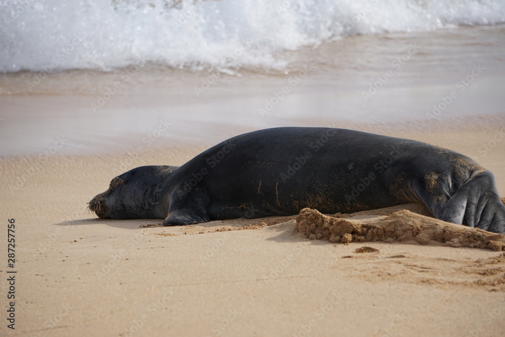 Obraz premium Hawaiian Monk Seals Sleeping on the Beach in Kauai