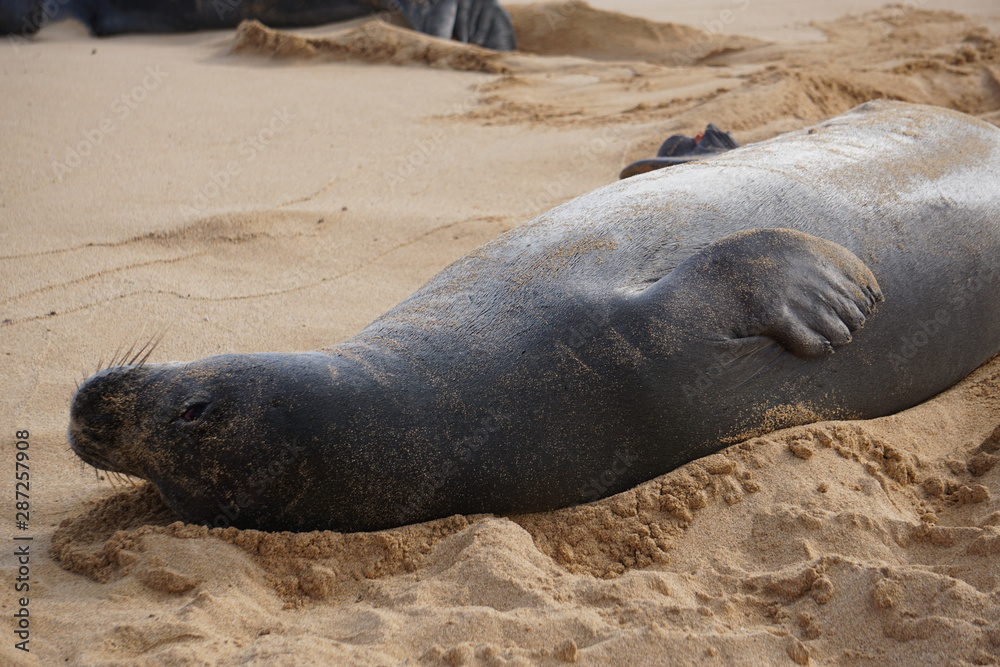Obraz premium Hawaiian Monk Seals Sleeping on the Beach in Kauai