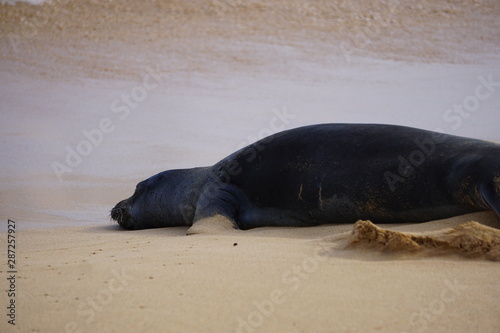 Hawaiian Monk Seals Sleeping on the Beach in Kauai