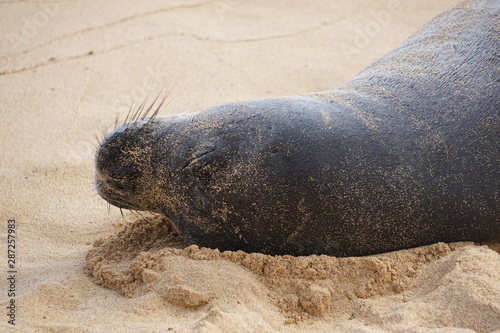 Hawaiian Monk Seals Sleeping on the Beach in Kauai