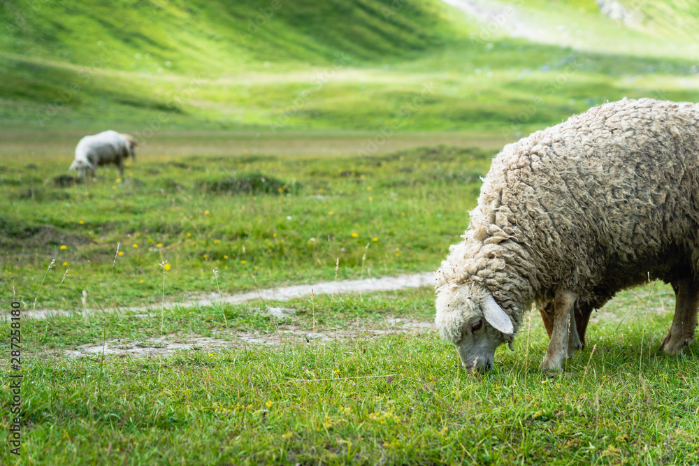 Fototapeta premium Sheep grazing at Truso Valley and Gorge landscape with Zakagori Fortress on trekking / hiking route, in Kazbegi, Georgia. 