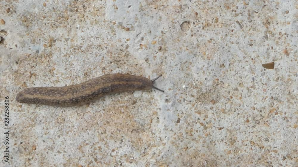 Slug (Semperula Siamensis) on cement floor. Slug (Semperula Siamensis) on cement floor.