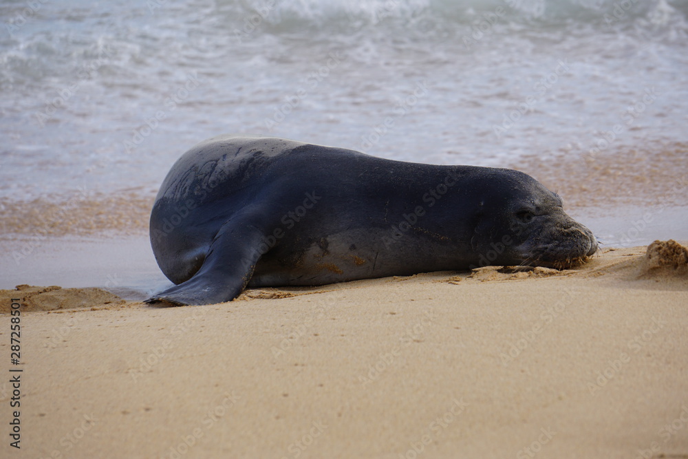 Obraz premium Hawaiian Monk Seals Sleeping on the Beach in Kauai