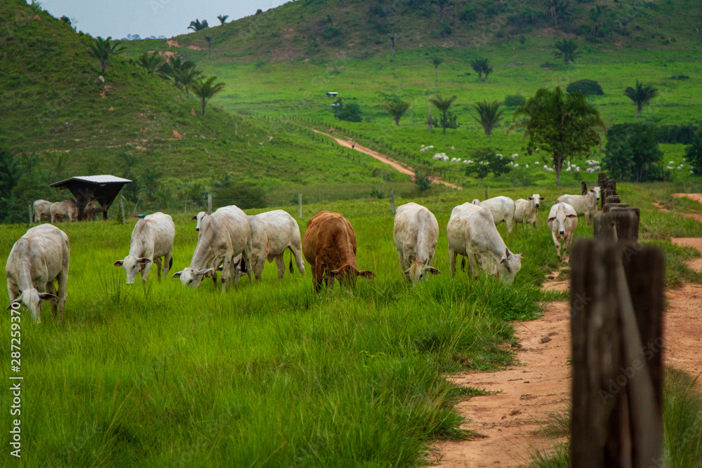 Fototapeta premium Livestock farm in the municipality of São Félix do Xingu, in the Amazon rainforest. - Pará, Brazil