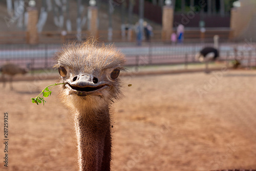 Funny positive smiling ostrich with green grass in its nib in zoo. The head of the big bird peeping out. Picture for blog, emotions, cute animal. Horizontal with copy space