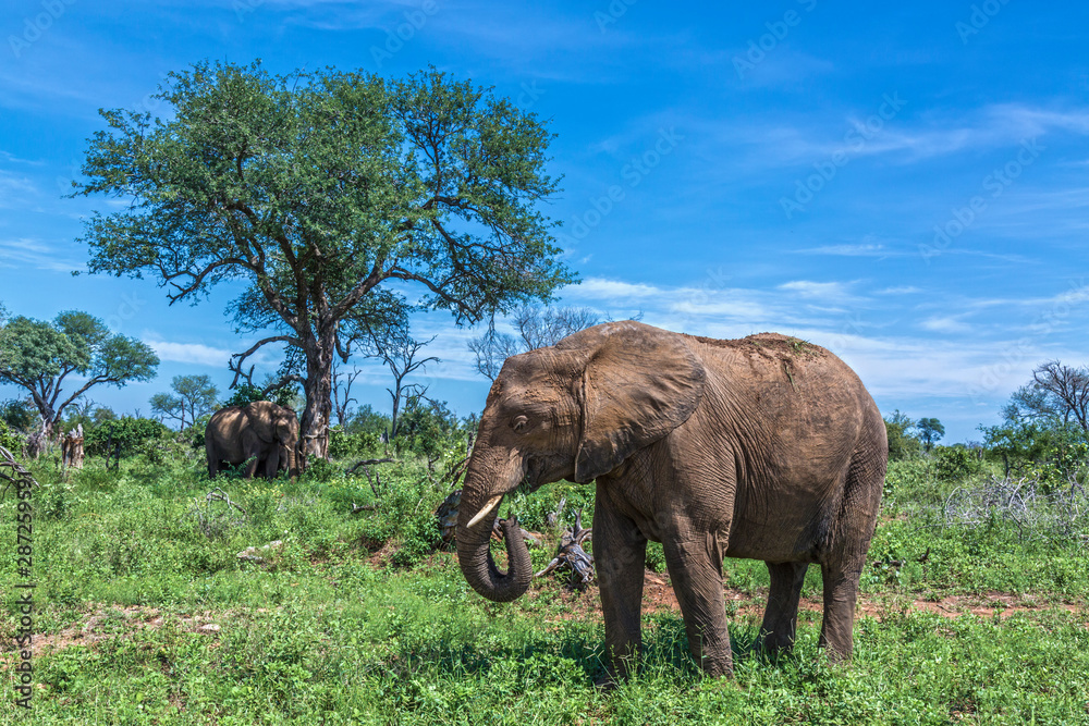 Fototapeta premium African bush elephant in Kruger National park, South Africa