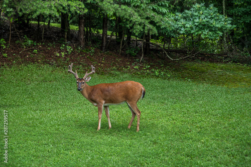 Large buck in backyard