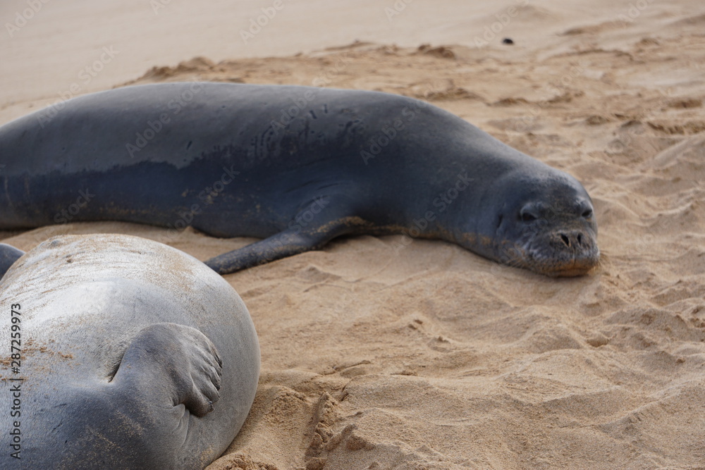 Fototapeta premium Hawaiian Monk Seals Sleeping on the Beach in Kauai