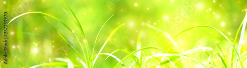 Abstract green grass nature landscape in summer sun with bokeh. Juicy green grass on meadow in morning light in outdoors close up. Beautiful artistic image of purity freshness nature